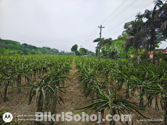 ড্রাগন বাগান সহ ৩৩১ শতক জমি বিক্রয়